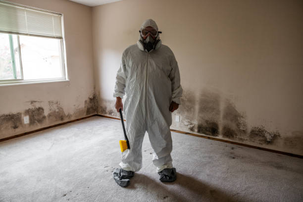 Best Mold Damage Restoration  in Presidio, TX